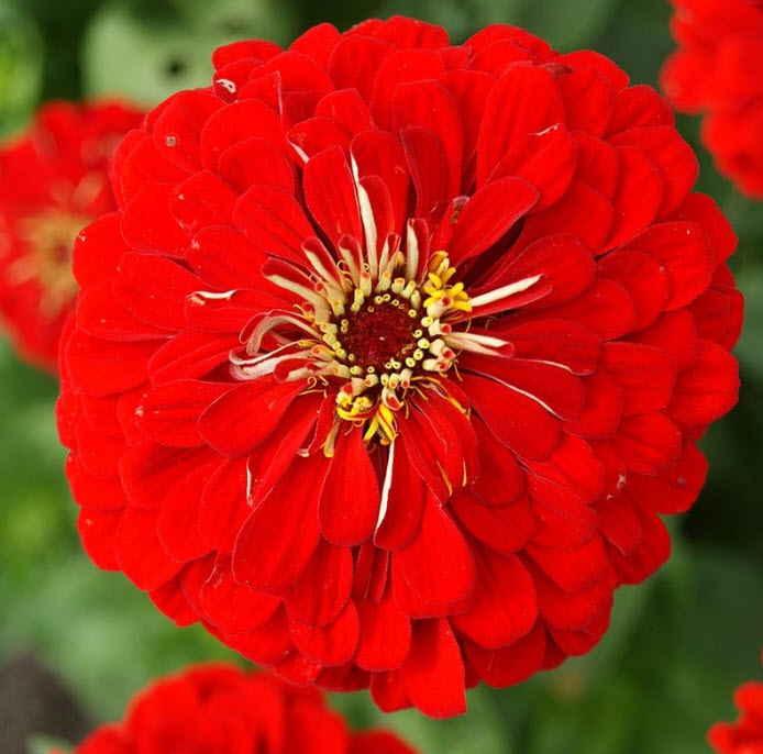 บานชื่น ตัดดอก พันธุ์ Will Rogers ดอกแดง / 130 เม็ด (UK)