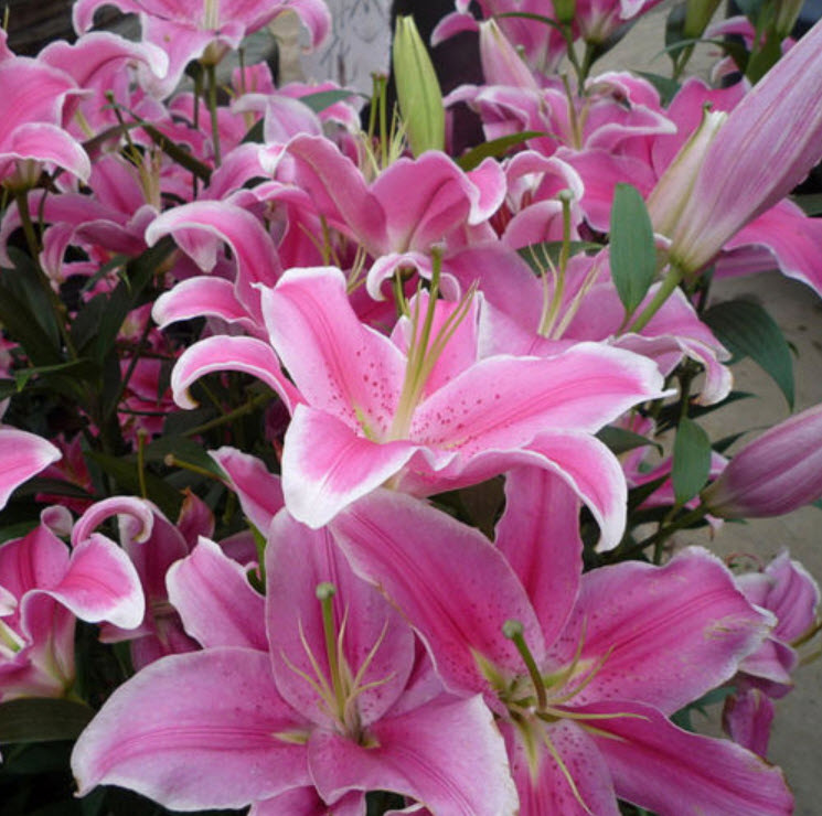 ลิลี่ (Lily) สีชมพู / 50 เม็ด (นอก)