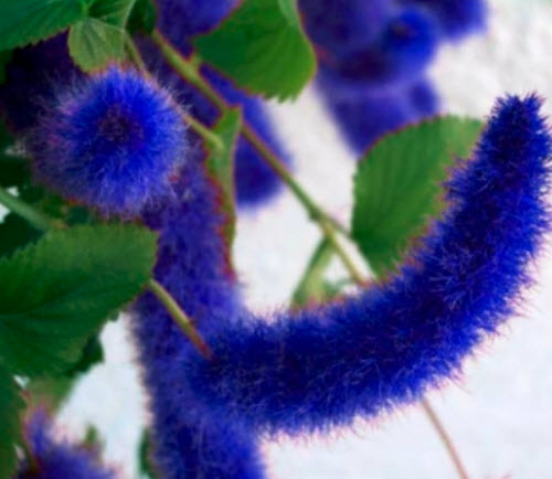 หางกระรอกแดง (Chenille plant) สีน้ำเงิน / 100 เม็ด