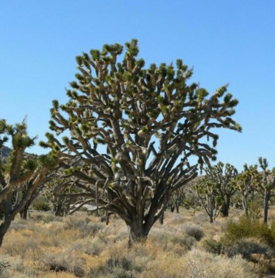 ปาล์มยุคก้า (Yucca Palm) / 5 เม็ด (Portugal)