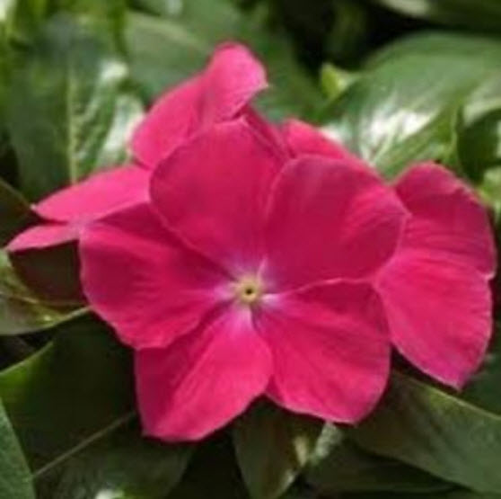 แพงพวย (Vinca) สีแดง / 50 เม็ด (USA)