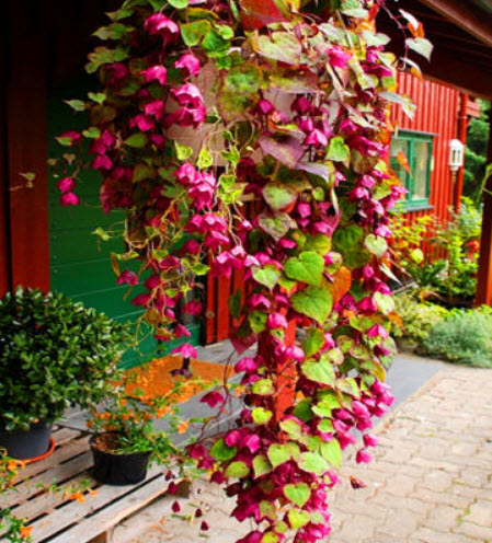กระดิ่งม่วง (Purple Bell Vine) / 5 เม็ด (UK)