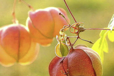 โคกกระออม (Balloon vine) / 12 เม็ด (UK)