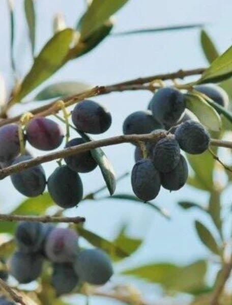 มะกอกดำ (Black olives / Oea europaea / 5 เม็ด (Portugal)