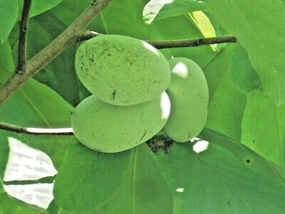 พอว์ พอว์ (Pawpaw) / 5 เม็ด (USA)