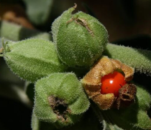 โสมอินเดีย (Indian Ginseng / Ashwagandha) / 50 เม็ด (France)*