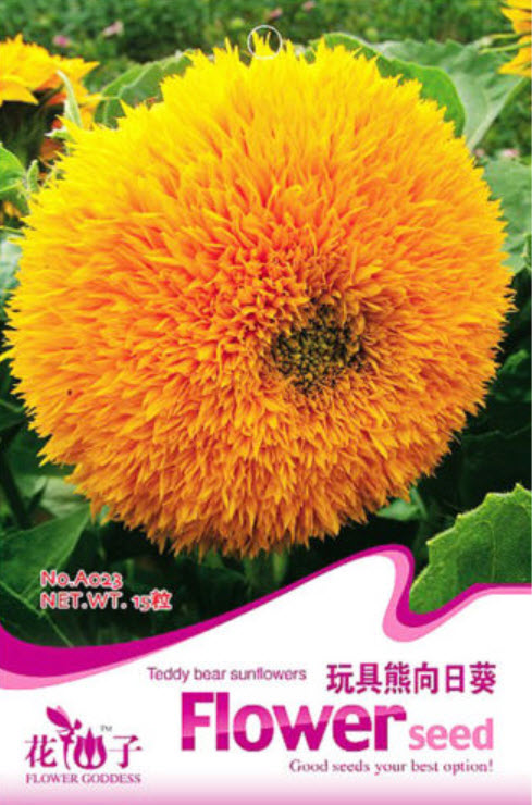 ทานตะวันเท็ดดี้แบร์ (Teddy Bear sunflower) / ซอง 20 เม็ด (A023)