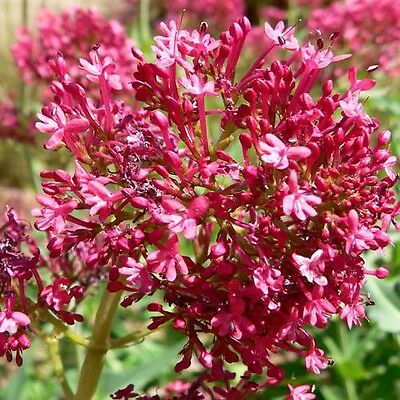 เรด วาเลเรียน (Red Valerian - Centranthus Ruber) / 400 เม็ด (UK)