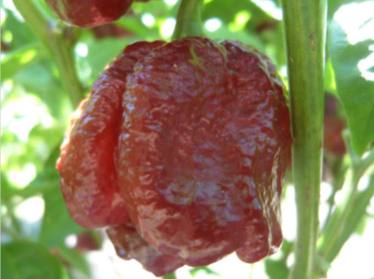 พริก Trinidad Moruga Scorpion สีช็อกโกแลต / 25 เม็ด (USA)