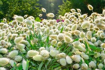 หญ้าหางกระต่าย (Bunny Tails grass) / 3,200 เม็ด (Poland)