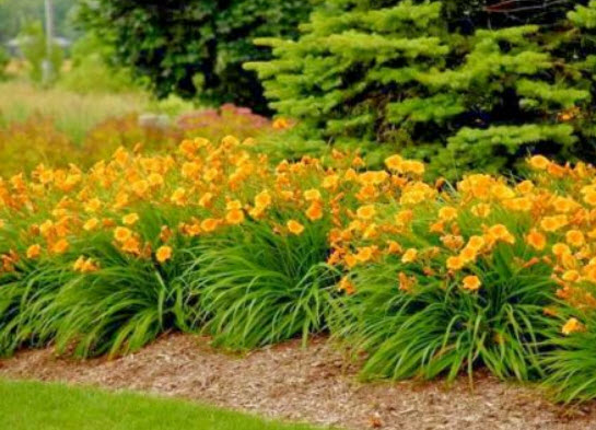 เดย์ลิลี่ สีส้ม (Orange Stella De Oro Daylily) / 10 เม็ด (USA)