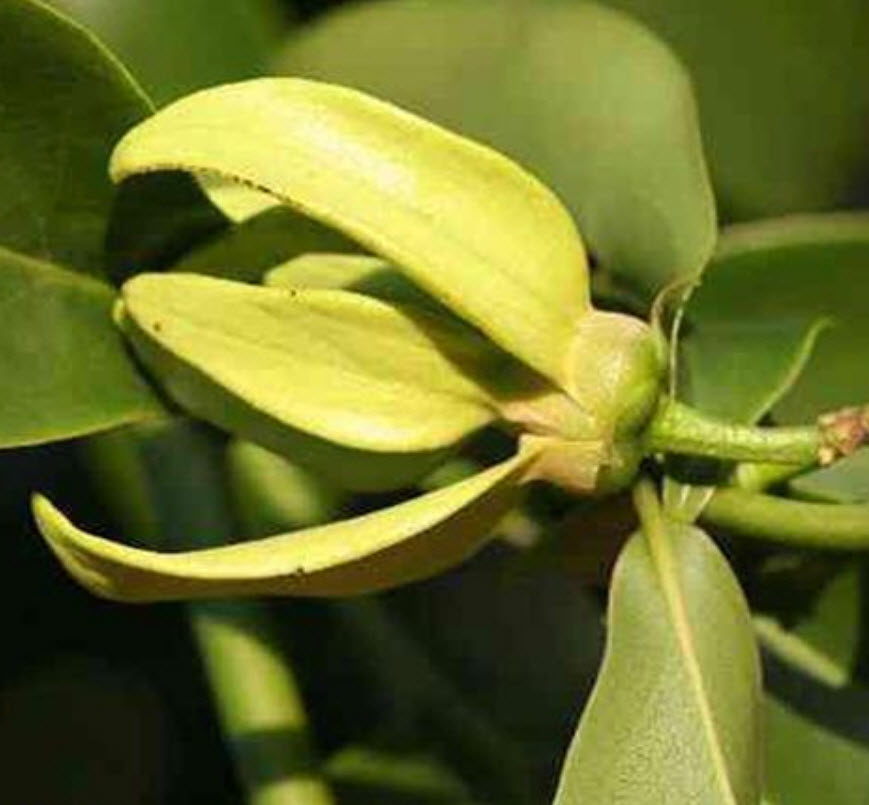 การเวก (manorangini) / 15 เม็ด (นอก)