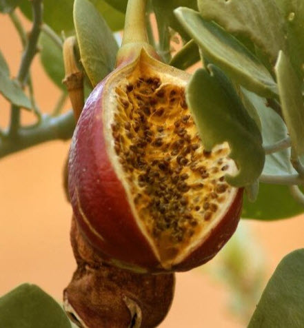 ชิเลียน กาวา (Chilean Guava) / 10 เม็ด (Portugal) *