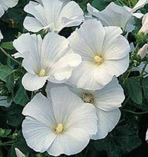 ชบาฝรั่ง (Rose mallow) สีขาว / 50 เม็ด (USA)