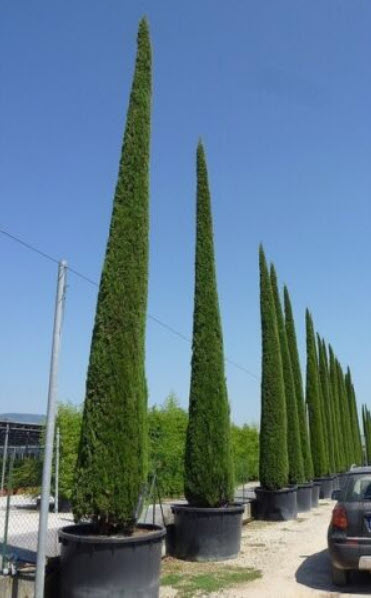 สนเมดิเตอเรเนียน ไซเปรส หรือสนดินสอ / 50 เม็ด (Portugal)