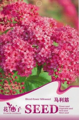 มิลค์หวีด สีแดง (Blood-flower Milkweed) / ซอง 20 เม็ด (A301)