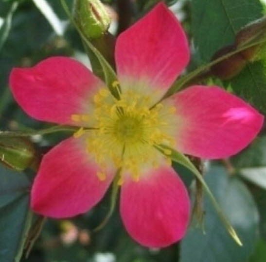 กุหลาบเรดลีฟ (Redleaf Rose) / 5 เม็ด (USA)