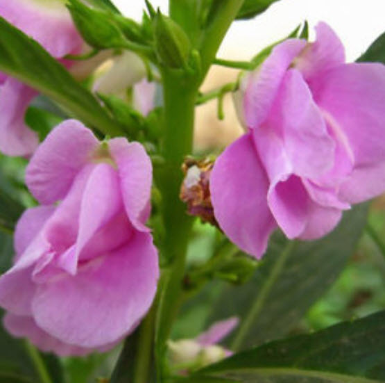 เทียนซ้อน เทียนกุหลาบ คละสี / 50 เม็ด (China)