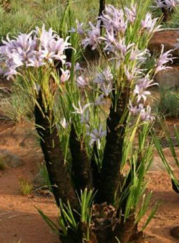 เซโรไพต้า (Xerophyta Retinervis / Black Stick Lily) / 10 เม็ด (UK)