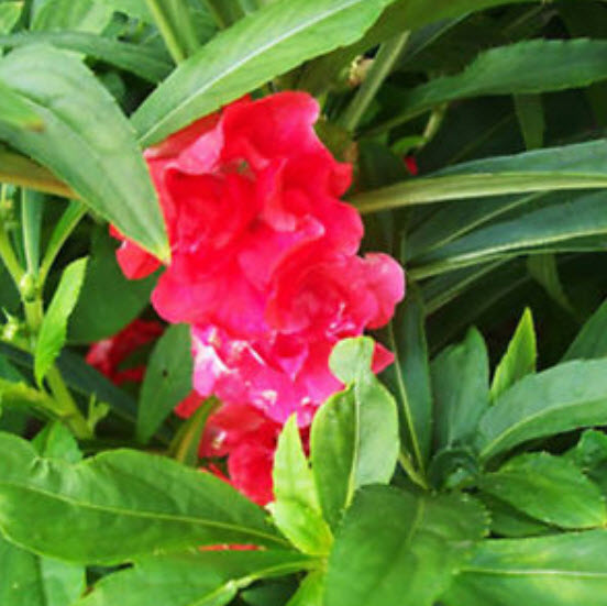 เทียนซ้อน เทียนกุหลาบ คละสี / 50 เม็ด (China)