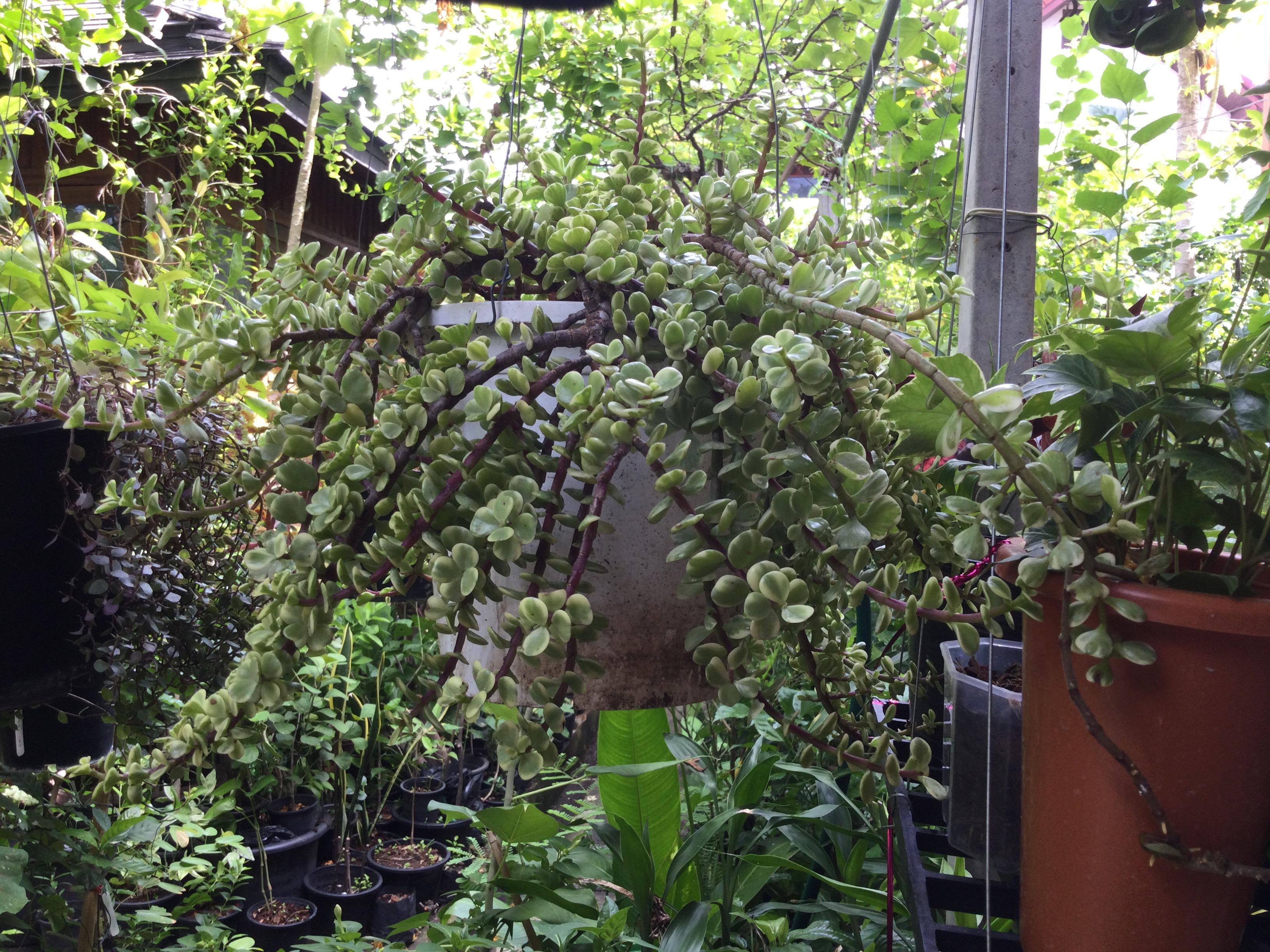 ต้นปะการังด่างสายรุ้ง กระถางแขวน 9 นิ้ว / ต้น