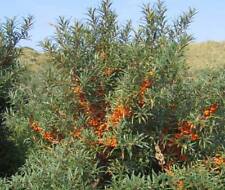 ซีบัคธอร์น (Sea Buckthorn) / 100 เม็ด (Portugal)