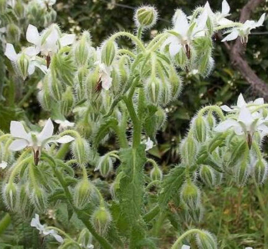 โบราจ (Borage) สีขาว / 50 เม็ด (Portugal)
