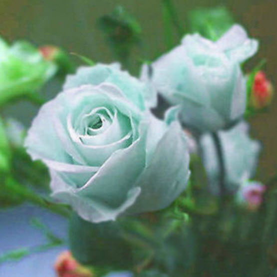 กุหลาบ เขียวมิ้นท์ / 100 เม็ด