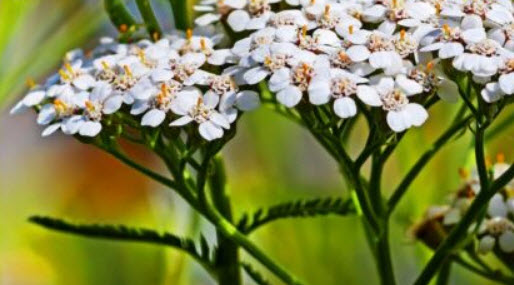 ยาร์โรว์ ซัมเมอร์ ไวท์ (Yarrow Summer White) / 3,000 เม็ด (UK)*