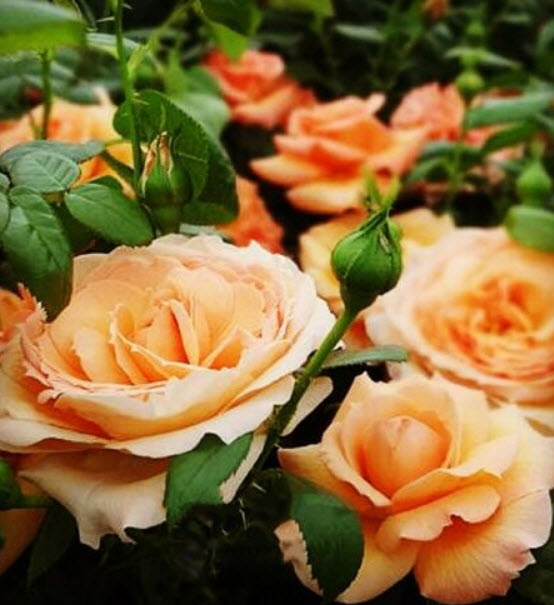 กุหลาบพวงสีส้ม พันธุ์ Lady Marmalade / 50 เม็ด (นอก)