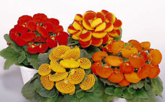คาลซีโอลาเรีย (Calceolaria / Slipper flower) คละ / 100 เม็ด (UK)