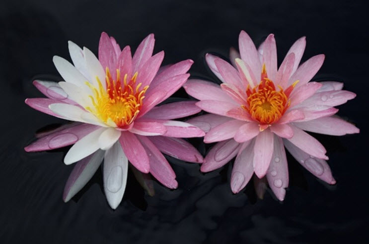 บัวฝรั่งสีชมพูด่าง (Pink Dawn Nymphaea) / 200 เม็ด