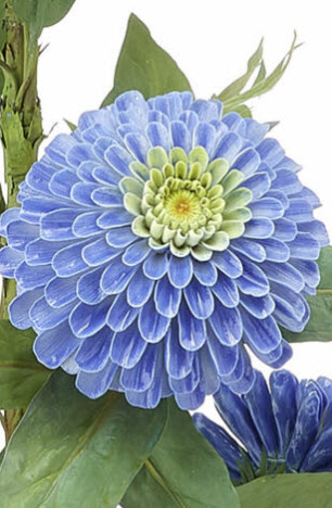 บานชื่นสีฟ้า (Blue Zinnia haageana) / 25 เม็ด (Moldova)*