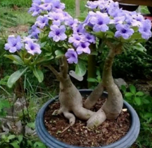 ชวนชม (Adenium) สีม่วงอ่อน / 5 เม็ด (นอก)