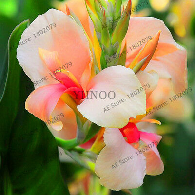 พุทธรักษา (Canna Lily) คละสี / 10 เม็ด (ไทย)