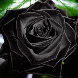 กุหลาบดำ (Black Rose) / 200 เม็ด