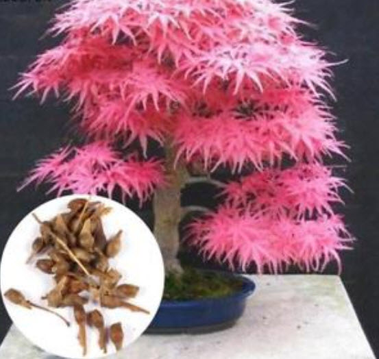 เมเปิ้ลบอนไซ (Maple Bonsai) สีชมพู / 20 เม็ด