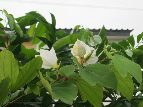 กาหลง ขาว (Snowy Orchid tree) / 10 เม็ด (ไทย)