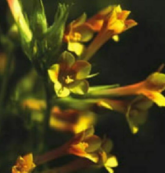 ซัลเฟอร์ ทรัมเป็ท หรือ จาคอบป์ แลดเดอร์ / 25 เม็ด (Portugal)