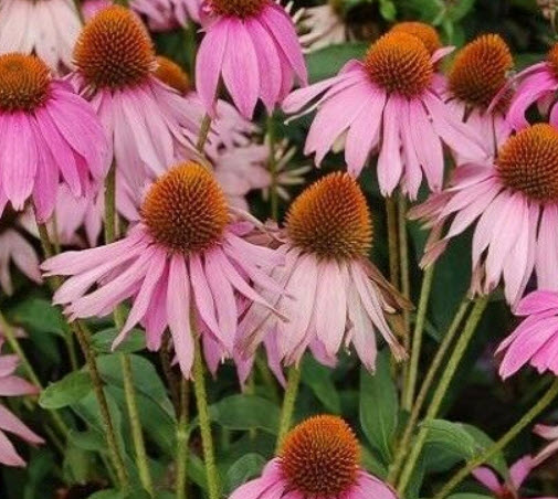 เอ็กไคนาเซีย (Echinacea Purpurea) สีม่วง / 300 เม็ด (UK)