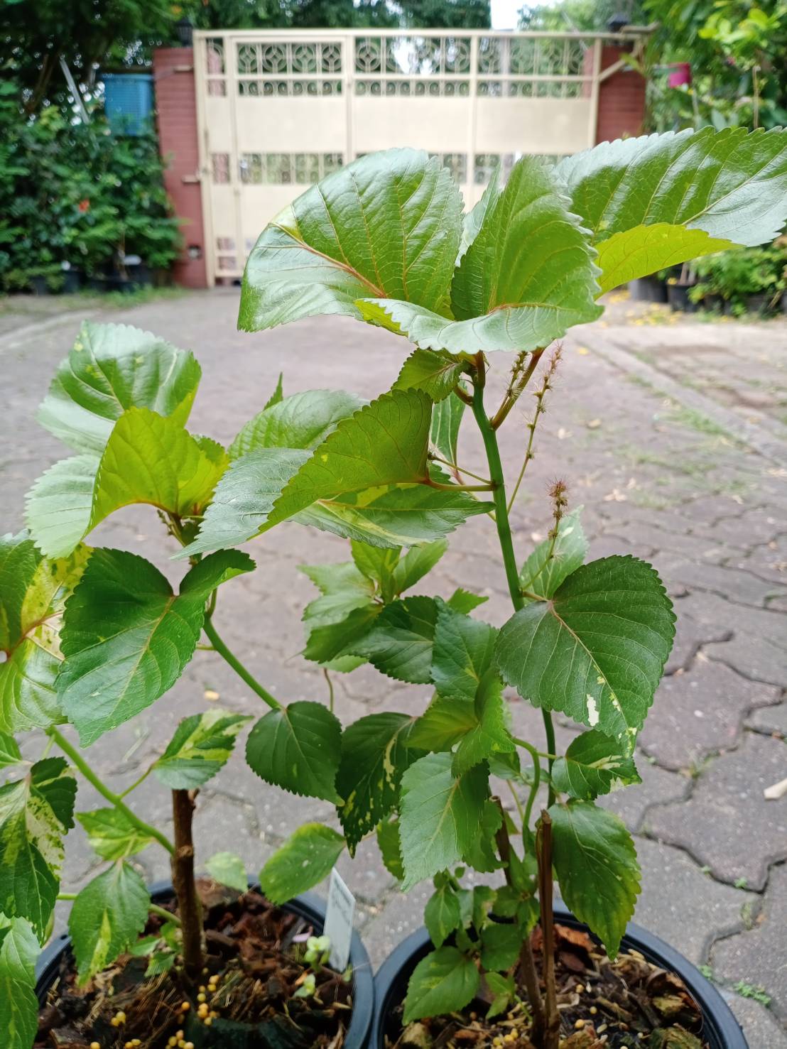 ต้นหูปลาช่อน หรือต้นไม้ 7 สี กระถาง 8 นิ้ว