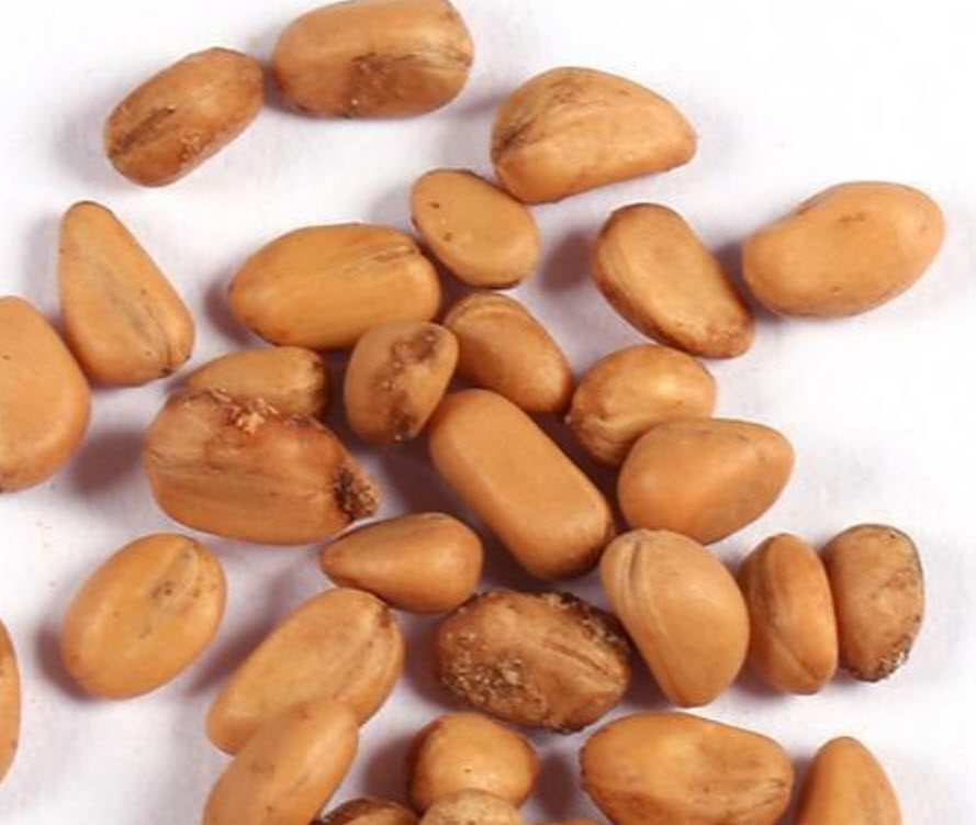 คลีเวีย (Clivia) เขียว / 5 เม็ด