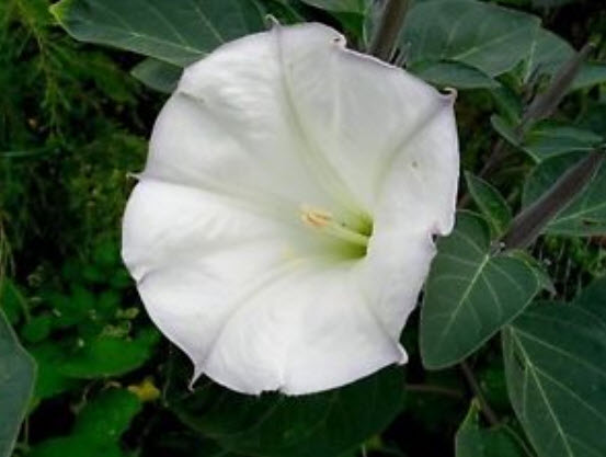 ลำโพงขาว (Datura metel) / 25 เม็ด (Ukraine)