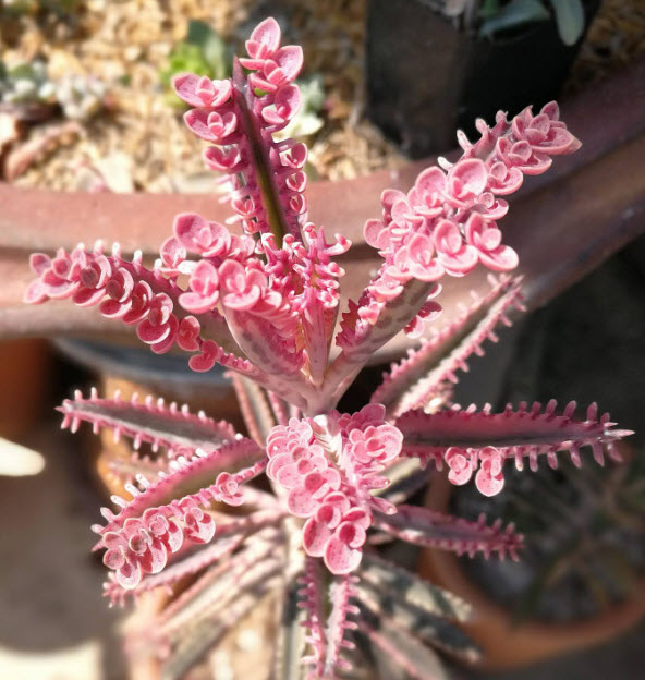 ต้นกุหลาบหิน หรือกาลังโชสีชมพู (Kalanchoe Pink Butterflies) กระถาง 3-4 นิ้ว / ต้น