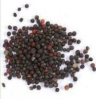 กะหล่ำดาว (Brussels Sprouts) / 200 เม็ด (นอก)