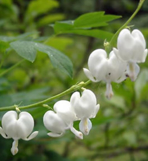 หทัยหยาดทิพย์ (Bleeding Heart) สีขาว / 10 เม็ด