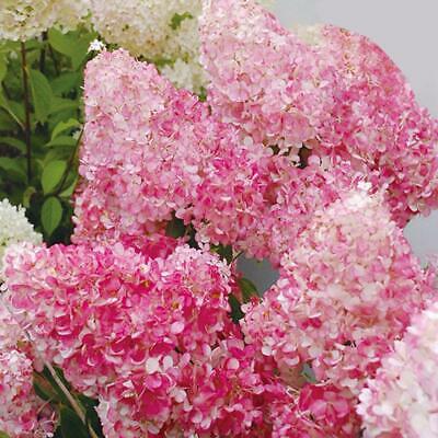 ไฮเดรนเยีย (Hydrangea) วานิลลา-สตรอเบอรี่ / 20 เม็ด