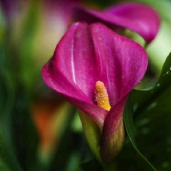 คาลล่า ลิลี่ (Calla Lily) สีม่วง / 100 เม็ด (S070)