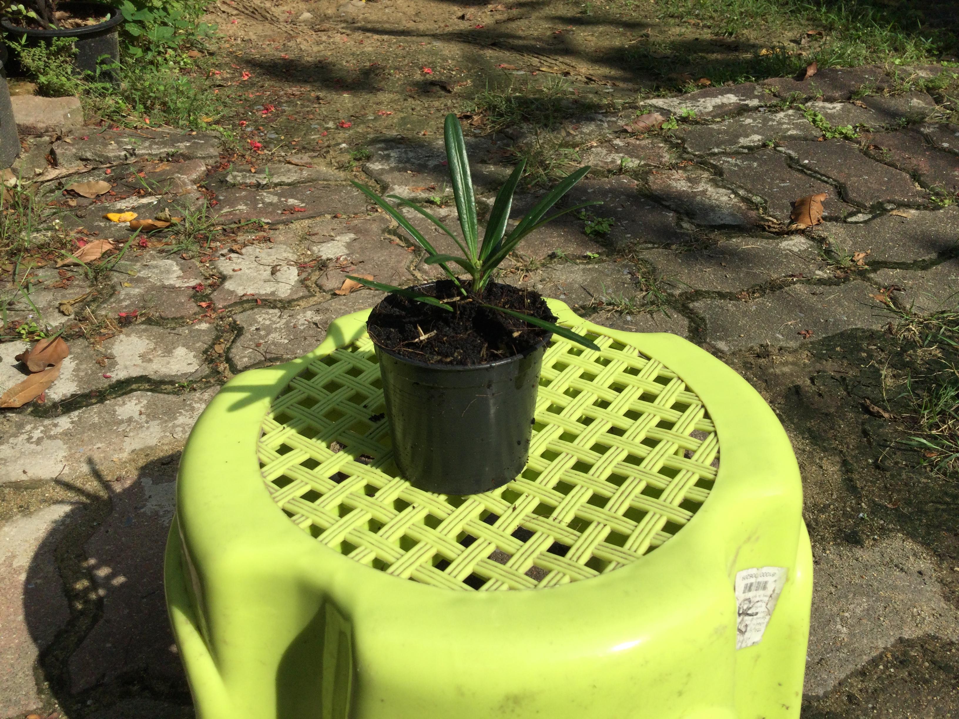 ต้นสนใบพาย กระถาง 4 นิ้ว