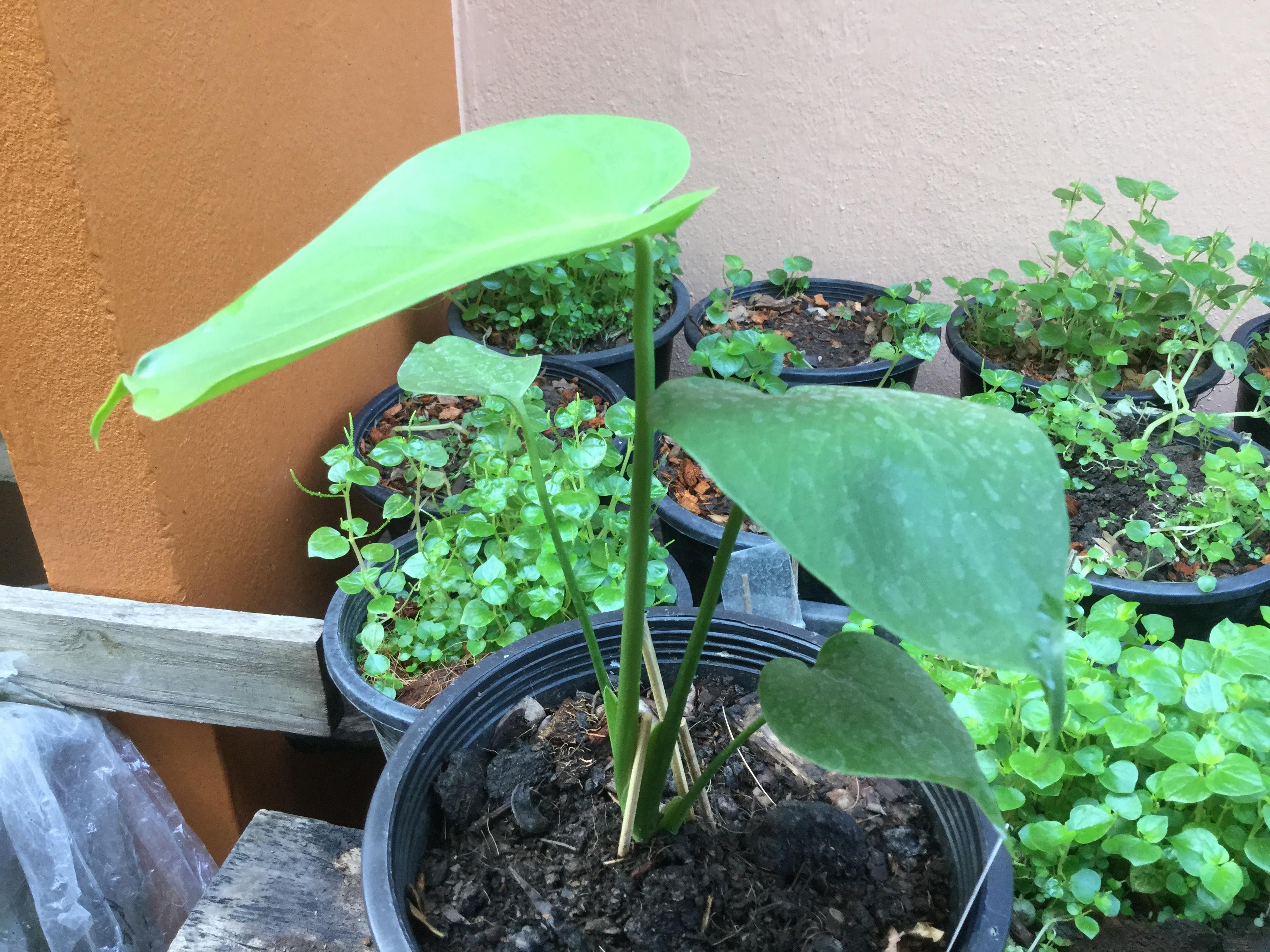 ต้นมอนสเตอร่า ไจแอนท์ (M) / ต้น